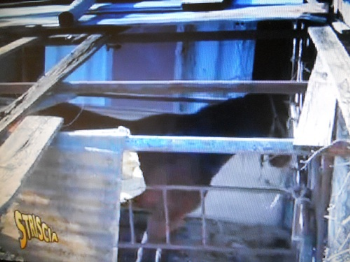 Milano, cavalli legati a catena tra le lamiere, altri fatti sparire: intervento di IHP, Forze dell�Ordine e Striscia La Notizia [VIDEO] 