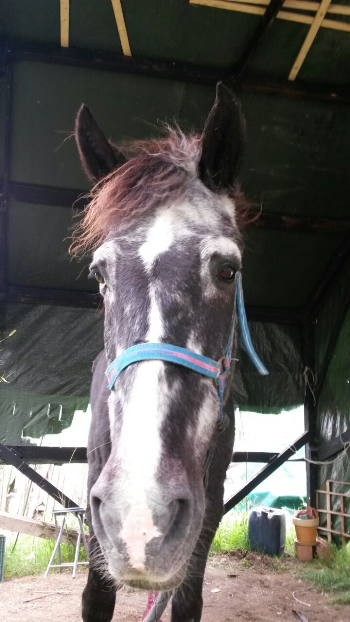 Aiutaci…e insieme salveremo Mirko