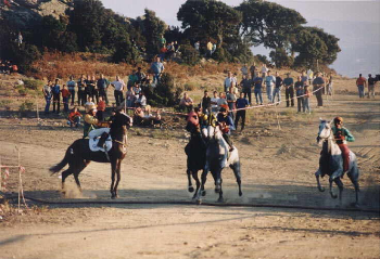 Segnalateci palii e feste con utilizzo di animali