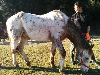 Pepe ha bisogno di noi, aiutaci a curarlo