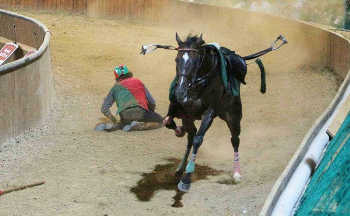Palii e corse folkloristiche, altri due cavalli morti a Pistoia [VIDEO]