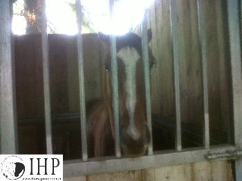 Pistoia, cavalli della Giostra dell�Orso reclusi in box per mesi [VIDEO]