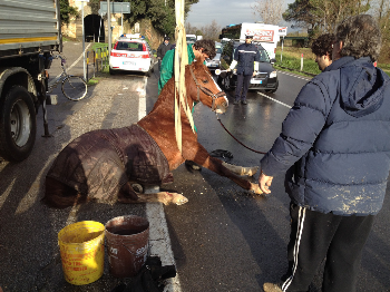 Prato, cavallo travolto da un furgone: chiediamo chiarimenti sulle assurde modalità di trasporto del cavallo con gravi fratture (poi soppresso)