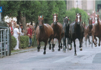 Orrore a Ronciglione - IHP chiede chiarimenti alle Autorit�