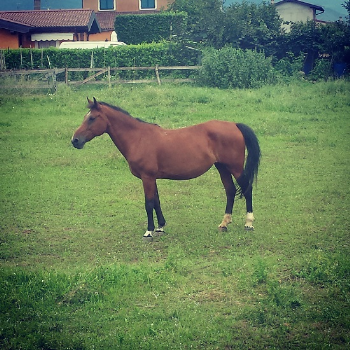 Caso Saphira, incontro IHP - FNOVI