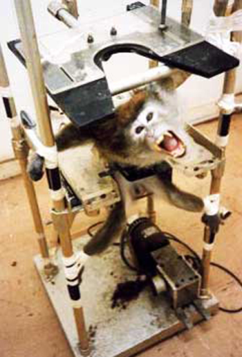 Sperimentazione animale, risposta di Italian Horse Protection a ANMVI e SIVAL