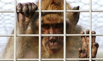 IHP aderisce alla manifestazione del 25 settembre contro la vivisezione