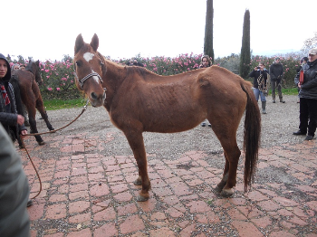 Due cavalli sequestrati a Lucca arrivano al centro di recupero di IHP