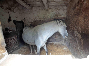 Serravalle Pistoiese, finalmente anche il terzo cavallo liberato dalla prigionia