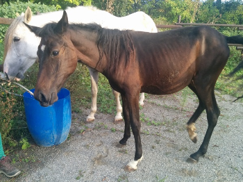 Serravalle Pistoiese, dopo 18 giorni otteniamo finalmente il sequestro di due cavalli. Ma il terzo � ancora recluso
