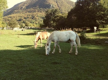 I cavalli sopravvissuti di Colleferro, nelle loro nuove case