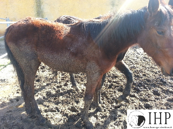 Esposto di IHP per un presunto caso di maltrattamento all�ippodromo di Tor di Valle (Roma)