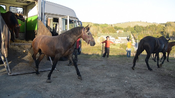 Concluso il trasferimento dei cavalli, partiamo per Verona