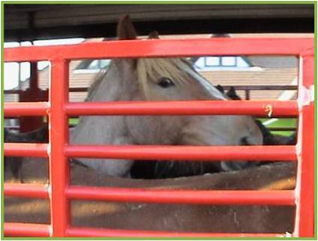 Le conclusioni del Consiglio Europeo sul benessere degli animali sono state approvate oggi: le istituzioni europee votano contro il benessere degli animali e ignorano i cittadini europei.