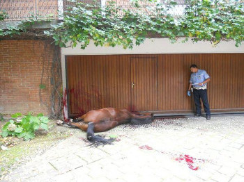 Uggiate, cavallo imbizzarrito muore cadendo nel vuoto