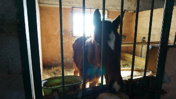Umbertide (PG), dopo 4 mesi dalla nostra denuncia ancora nessun provvedimento di sequestro penale per i cavalli denutriti. Le assurde risposte dell�Asl, secondo cui gli animali stavano bene