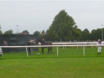 Un proiettile in testa: ecco la fine di un cavallo che non serve pi�